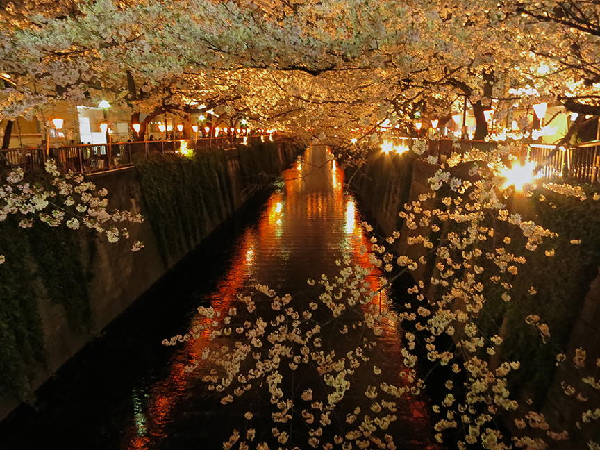 You can see why the Meguro River is no longer an undiscovered jewel of cherry blossom season...
