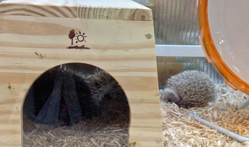 See that fluffy-looking little ball to the right of the Hedgehog Palace? This is what your new pet will look like during daylight hours.