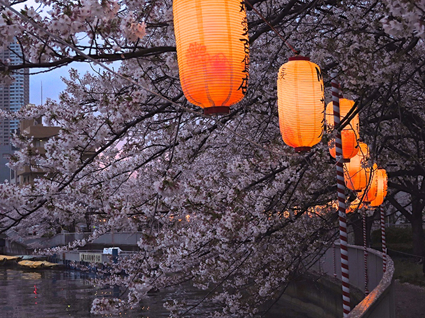 The Best SECRET Cherry Blossom Spots In Tokyo! – Only In Japan