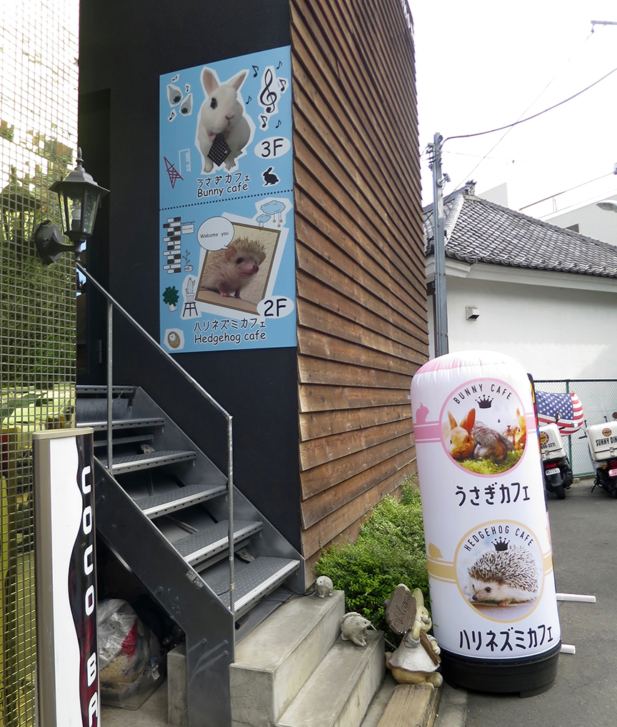 The hedgehog cafeis down a tiny side street near Roppongi Station, but it isn't hard to find