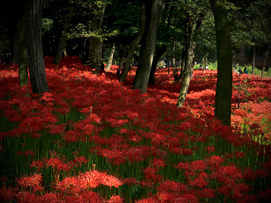 Where To See Magical Red Autumn Lilies In Tokyo