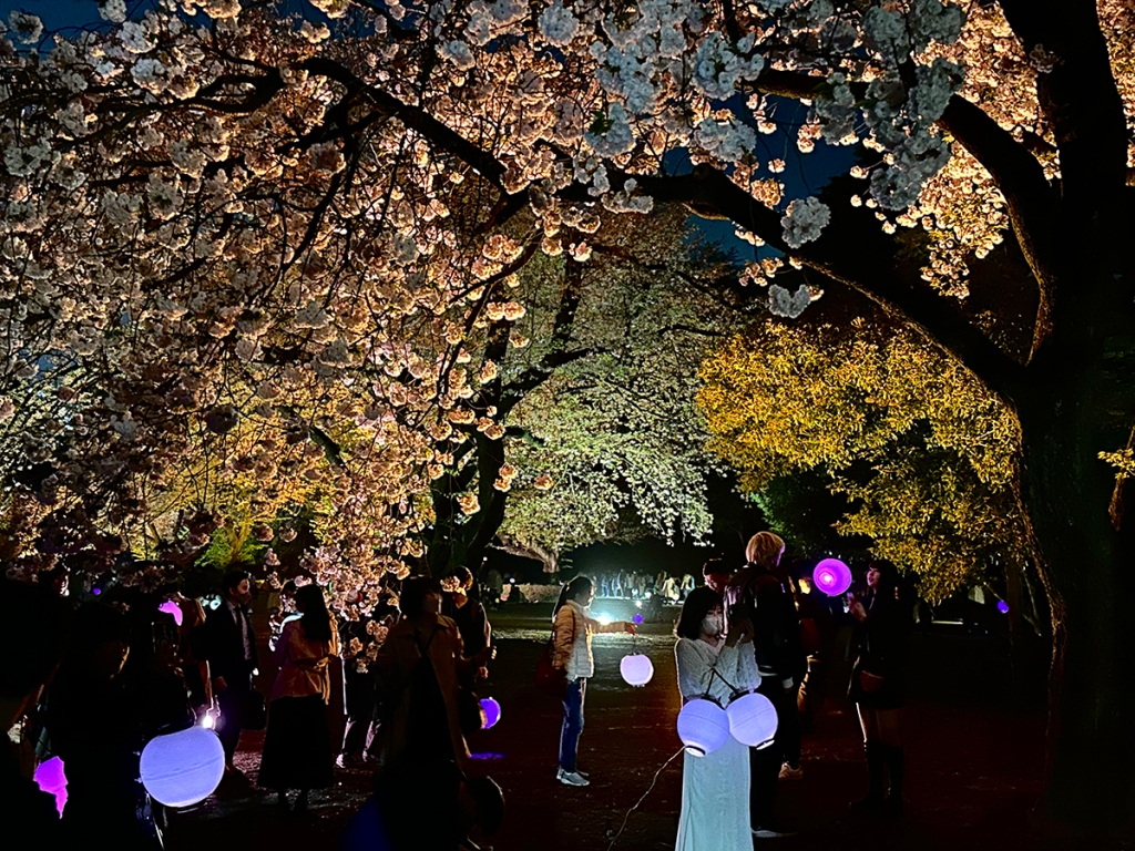Cherry trees lit up in bright colors at night at Sakura Night Garden by Naked, in Shinjuku Gyouen