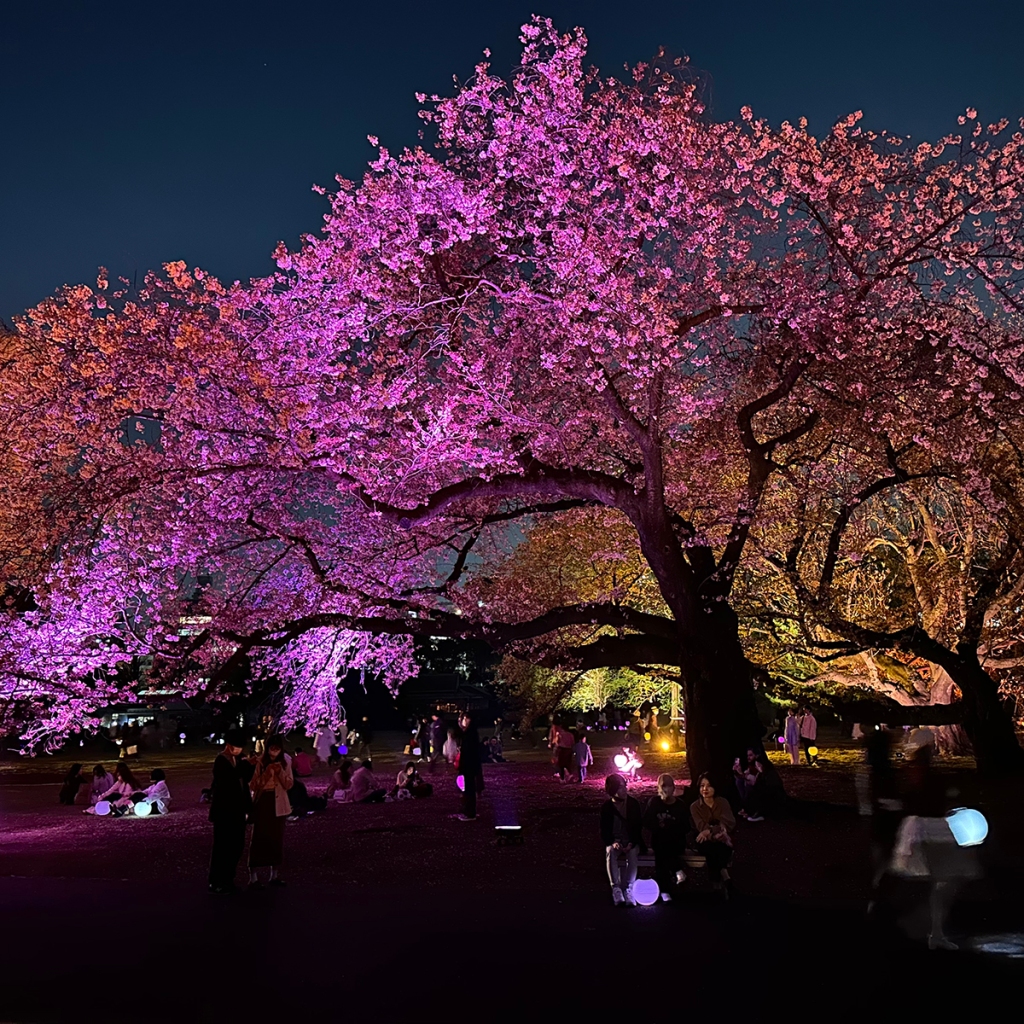 Cherry trees lit up in bright colors at night at Sakura Night Garden by Naked, in Shinjuku Gyouen